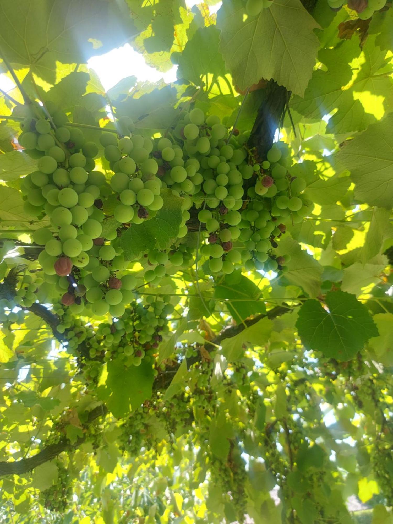 Balabani Local Stay Golubovci 외부 사진